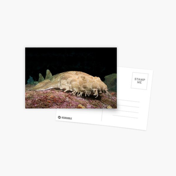 Item preview, Spotted Wobbegong at the entrance to Sydney Harbour designed and sold by Erik Schlogl.