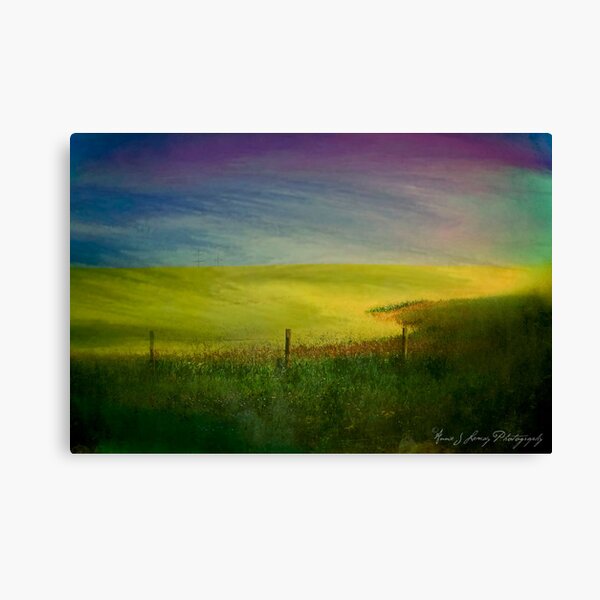 Canola Dreams Canvas Print