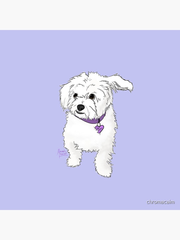 Pin on Maltipoo dog