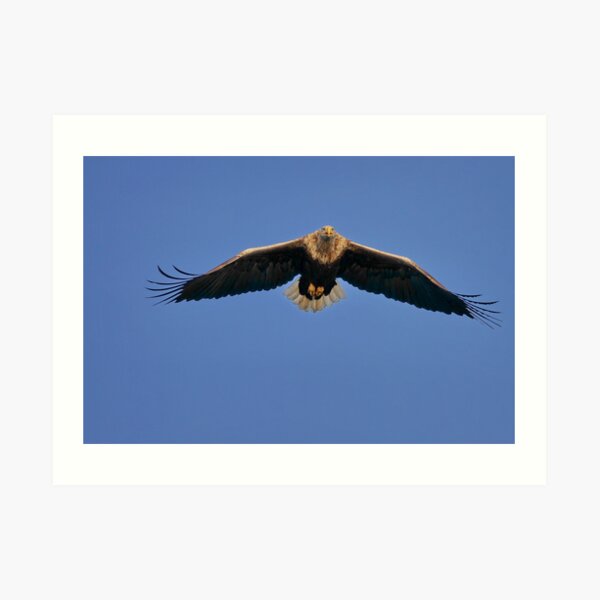 White-tailed Eagle Art Print
