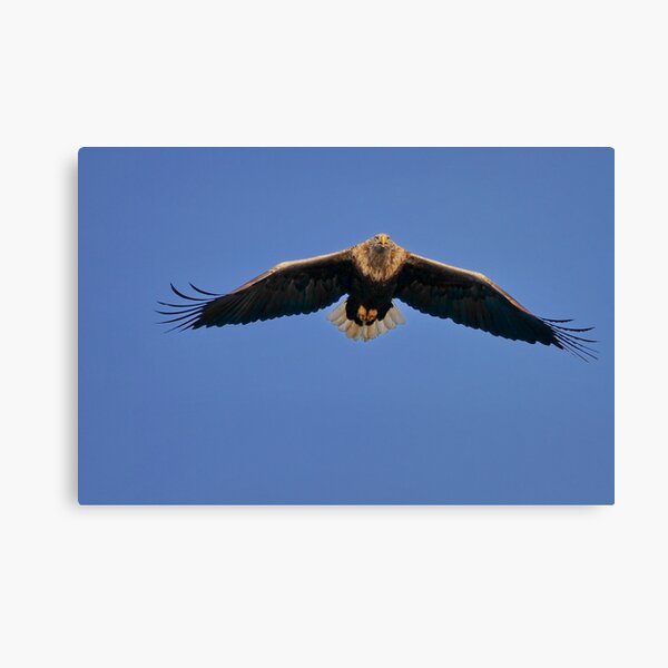 White-tailed Eagle Canvas Print