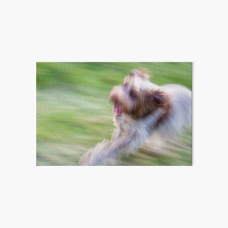Brown Roan Italian Spinone Dog in Action Art Board Print