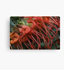 Grevillea bipinnatifida Canvas Print