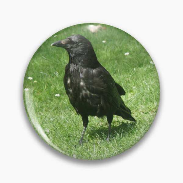 Item preview, Clever Carrion Crow on Green Grass Photograph designed and sold by naturegallery.