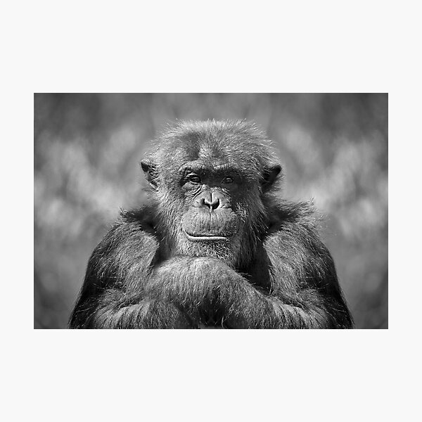 Chimp Photographic Print