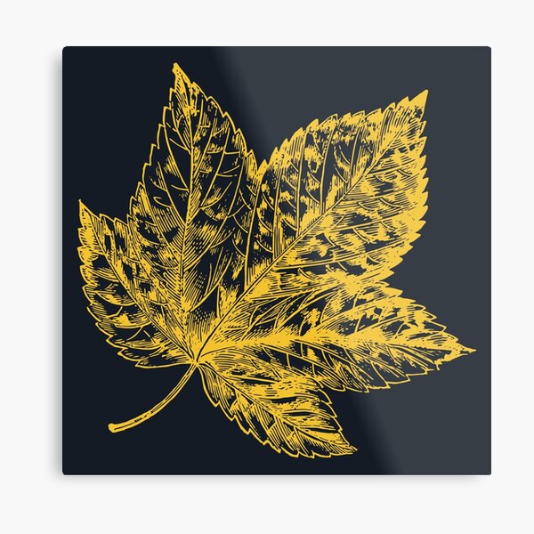 Yellow Canadian Leaf On Blue Metal Print