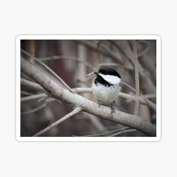 Chickadee Sticker