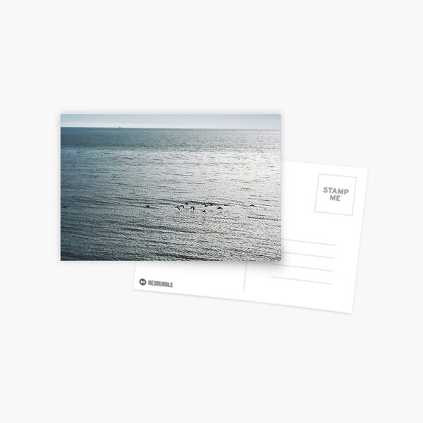 Birds Flying Over Sea Postcard