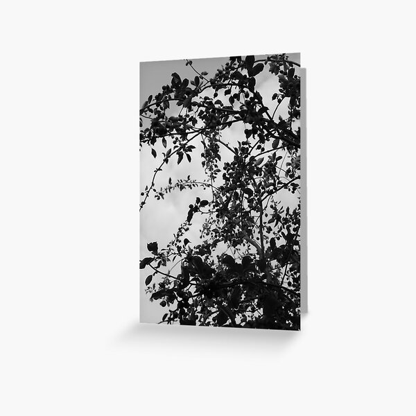 In a Tangle Greeting Card