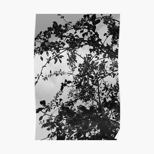 In a Tangle Poster