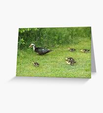 Ducklings Greeting Card