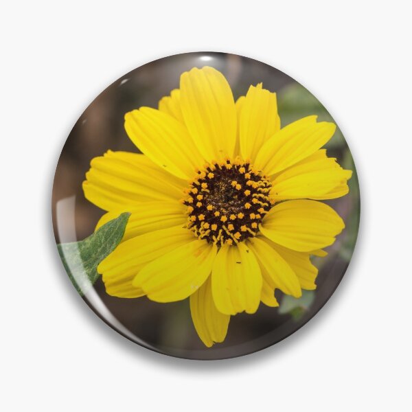 Item preview, California Brittlebush designed and sold by Ian Christopher.