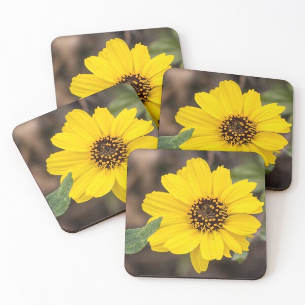 Item preview, California Brittlebush designed and sold by Ian Christopher.