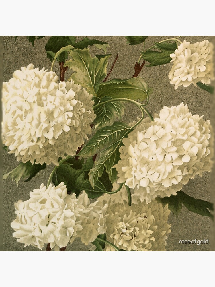 Thumbnail 4 of 4, Pillow, Vintage Victorian White Hydrangea Floral designed and sold by roseofgold.