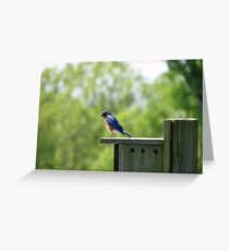 Blue Bird Greeting Card