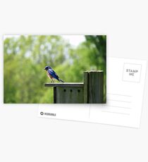 Blue Bird Postcards