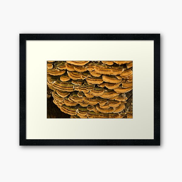 Turkey Tail - fungi ~ Close-up Framed Art Print
