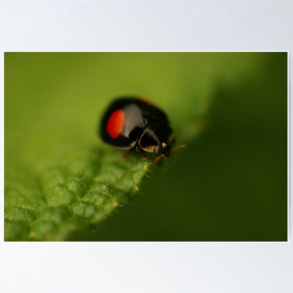 ladybird black Poster