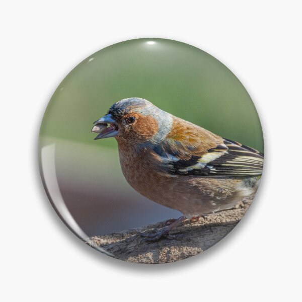 Item preview, Chaffinch resting on a branch with a seed in its beak designed and sold by brambillasimone.