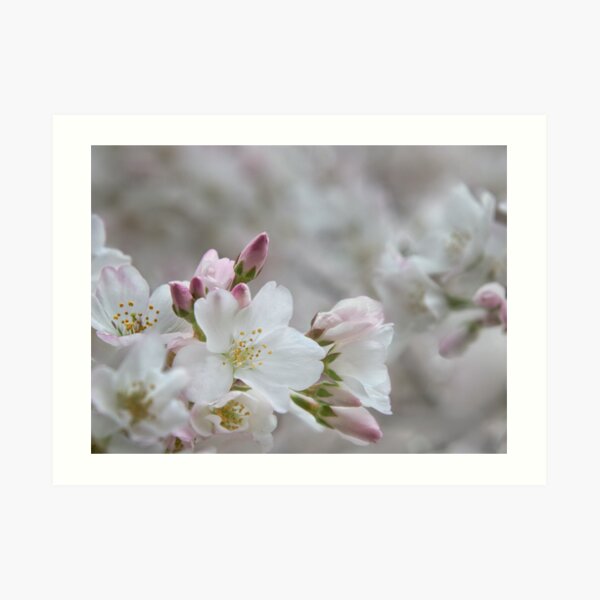 The Glory of Spring 2 Art Print