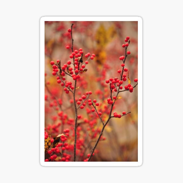 Winterberry Holly - Ilex verticillata Sticker