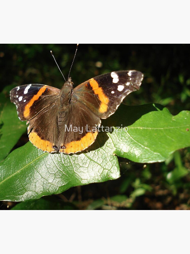 RED ADMIRAL BASKING IN THE EVENING SUN by MayLattanzio