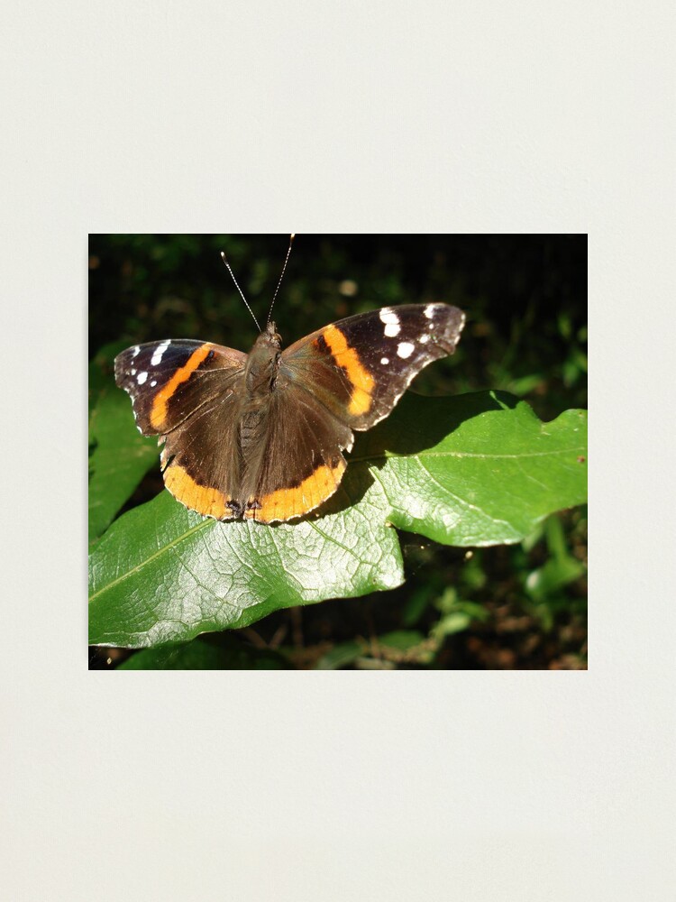 Alternate view of RED ADMIRAL BASKING IN THE EVENING SUN Photographic Print