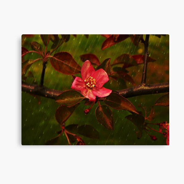 Spring Rain Canvas Print