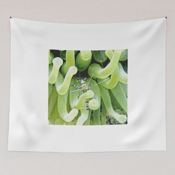 Item preview, Spotted Cleaner Shrimp posing on Giant Green Sea Anemone designed and sold by Amy McDaniel.