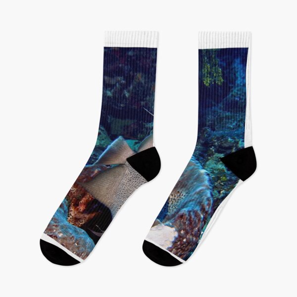 Item preview, Caribbean Grey Angel Fish along a Coral Reef  designed and sold by Amy McDaniel.