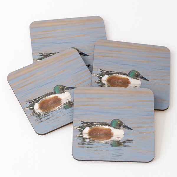 Item preview, The northern shoveler (Spatula clypeata) Mestolone (male duck) designed and sold by brambillasimone.