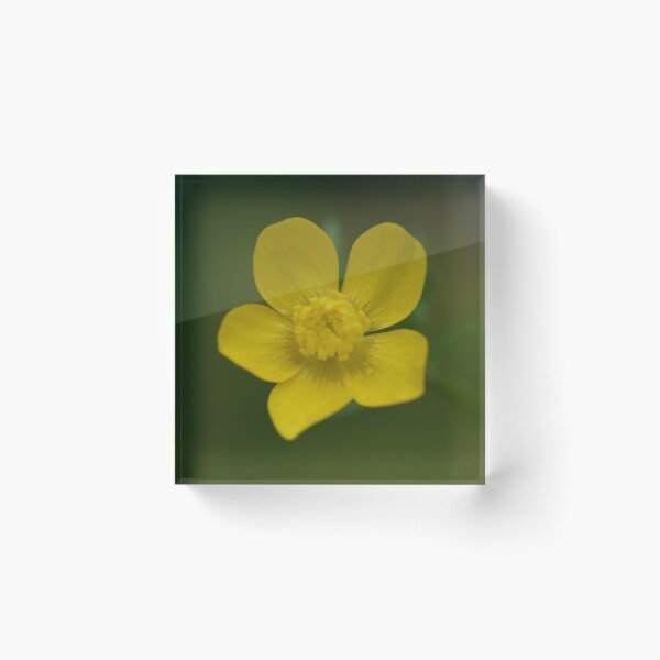 Artikelvorschau, Gelbe Blume mit Regentropfen entworfen und verkauft von Tonia Delozier's Photography .