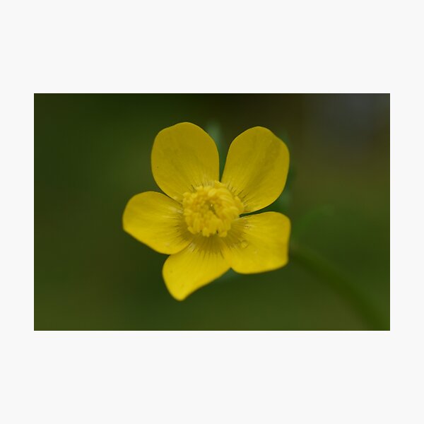Artikelvorschau, Gelbe Blume mit Regentropfen entworfen und verkauft von Tonia Delozier's Photography .