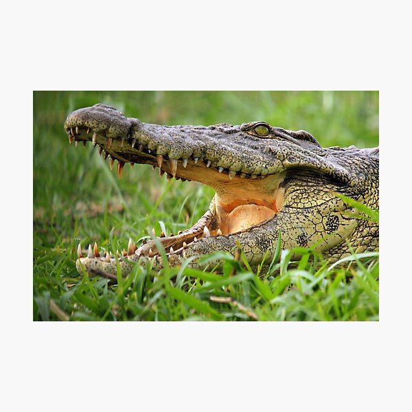 That's Close Enough!! Photographic Print