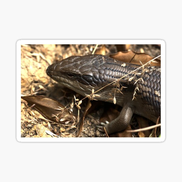 Item preview, - Blue Tongue lizard - designed and sold by Joy Watson - Natural Light Photography .