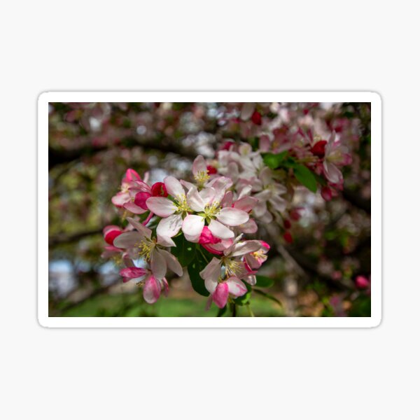 Item preview, Flowering Apple Tree designed and sold by Ollivrosa.