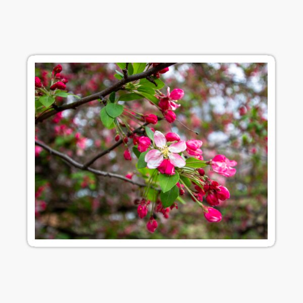 Item preview, Hot Pink Blooms designed and sold by Ollivrosa.