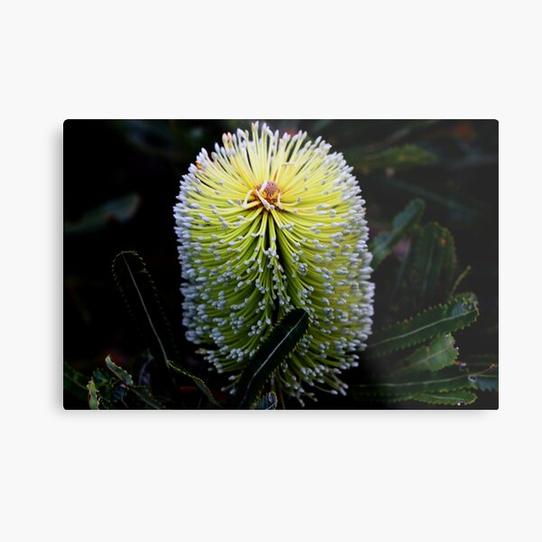 Banksia aemula Metal Print