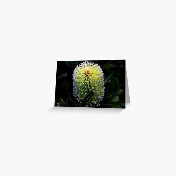 Banksia aemula Greeting Card