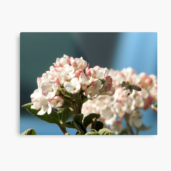 buzzing spring bloom Metal Print