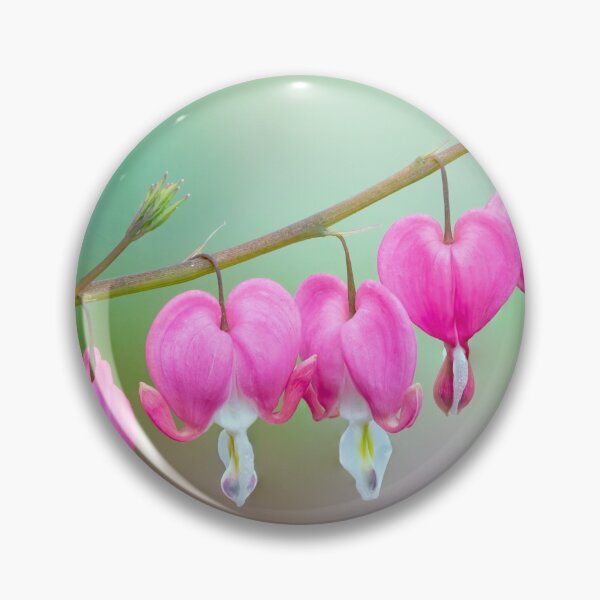 Item preview, Beautiful Bleeding Hearts designed and sold by Photo Art By Anita.