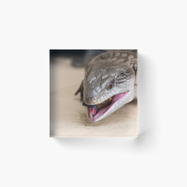 Item preview, Blue tongue lizard designed and sold by kevin Chippindall.