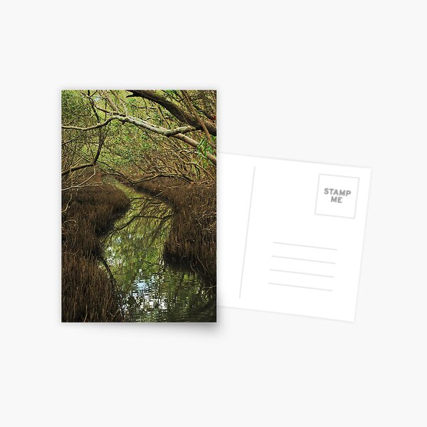 mangroove Postcard