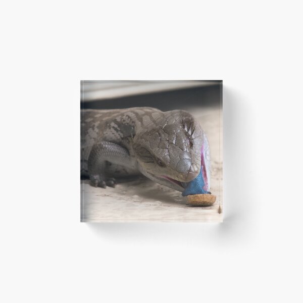Item preview, Blue tongue lizard 22 designed and sold by kevin Chippindall.
