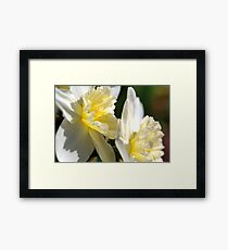 White Daffodils Framed Print