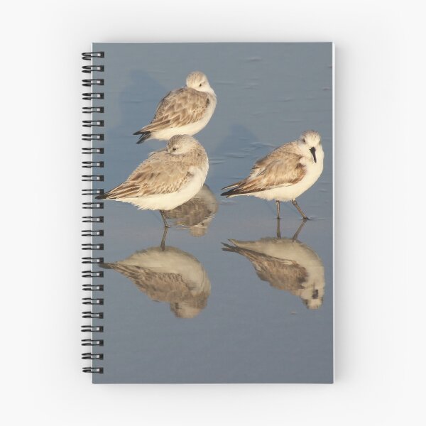 Item preview, Sanderling Snooze designed and sold by Autumn Seas Photography.