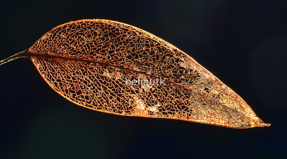 Gum Leaf Abstract "" by helmutk Redbubble