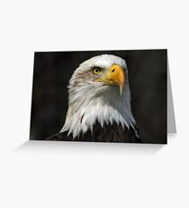 Bald Eagle Gazing Greeting Card