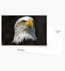 Bald Eagle Gazing Postcards