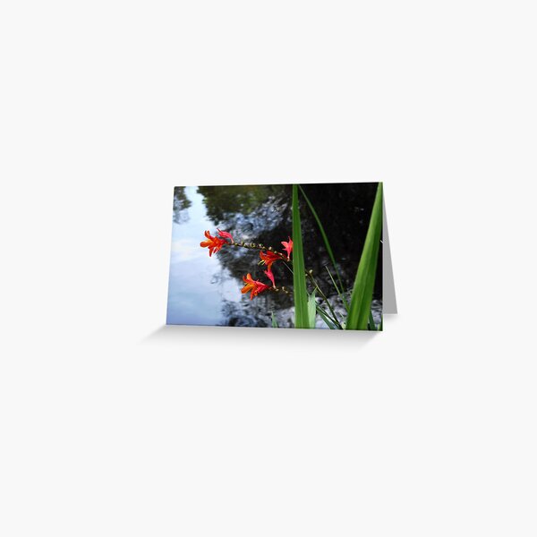 Flowers at the Yarra, Warburton, Victoria Greeting Card
